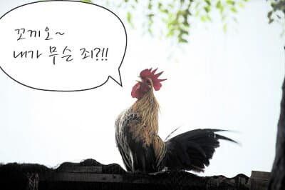 cock.jpeg